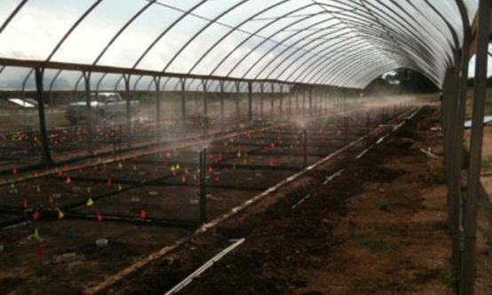 This slideshow contains images of the design and implementation of an irrigation system for a drought tolerance study.