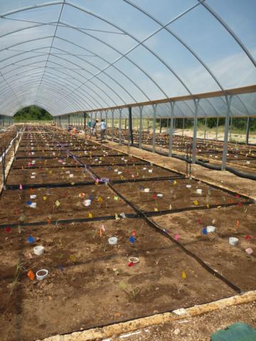 Images of plots and irrigation setup for the rainout shelter drought simulation project conducted by the University of Texas at Austin.