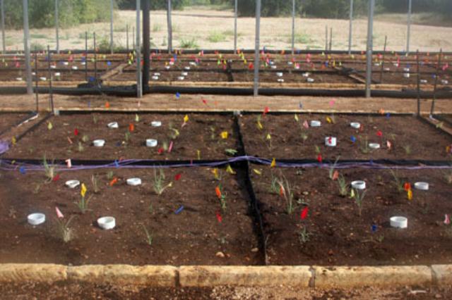 Images of plots and irrigation setup for the rainout shelter drought simulation project conducted by the University of Texas at Austin.