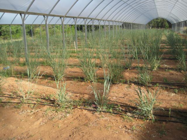 This slideshow contains pictures of plots of switchgrass and irrigation systems to test variations of tolerance in switchgrass, a project conducted by the University of Texas at Austin.
